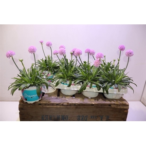 Arme Ps Dr Sweet Dream Light P