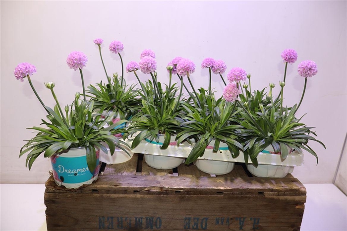 <h4>Arme Ps Dr Sweet Dream Light P</h4>