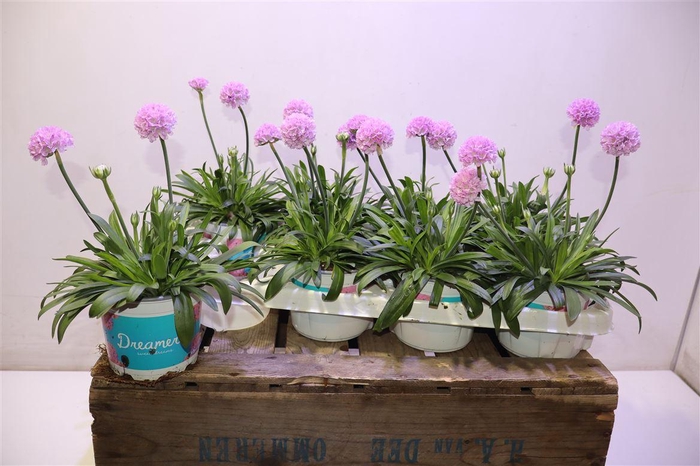 <h4>Arme Ps Dr Sweet Dream Light P</h4>