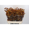 Anigozanthos Gold Fever