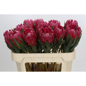 Protea Brenda