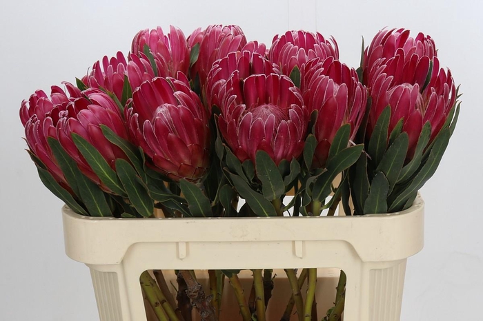 <h4>Protea Brenda</h4>