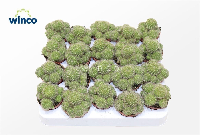 <h4>Rebutia Nitida</h4>