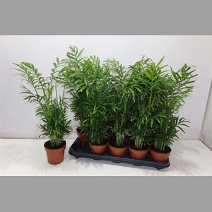 Chamaed Elegans