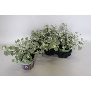 Helichrysum Petiolara Silver