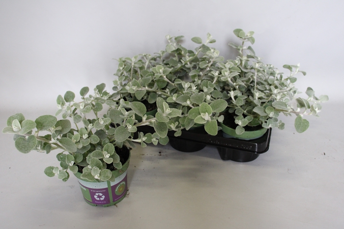 <h4>Helichrysum Petiolara Silver</h4>