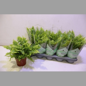 Nephr Ex Green Momen