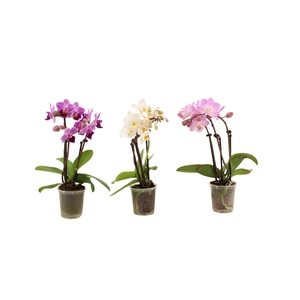 Phal Tiny Dolls Mix 3T18+ zonder Aqu@