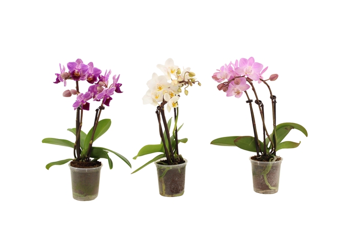 <h4>Phal Tiny Dolls Mix 3T18+ zonder Aqu@</h4>