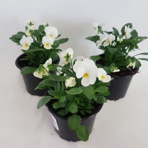 Viola cornuta wit
