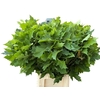Quercus Rubra Multigreens