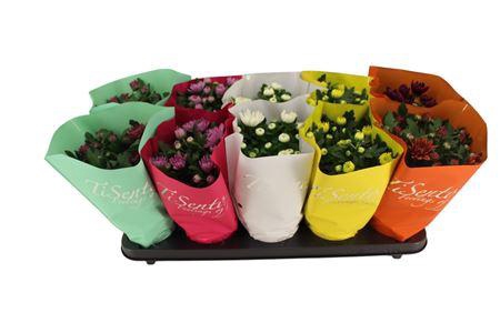 Chrys Gr Bm Sosi Gem