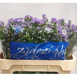ASTER CASSANDRA AST CASSANDRA