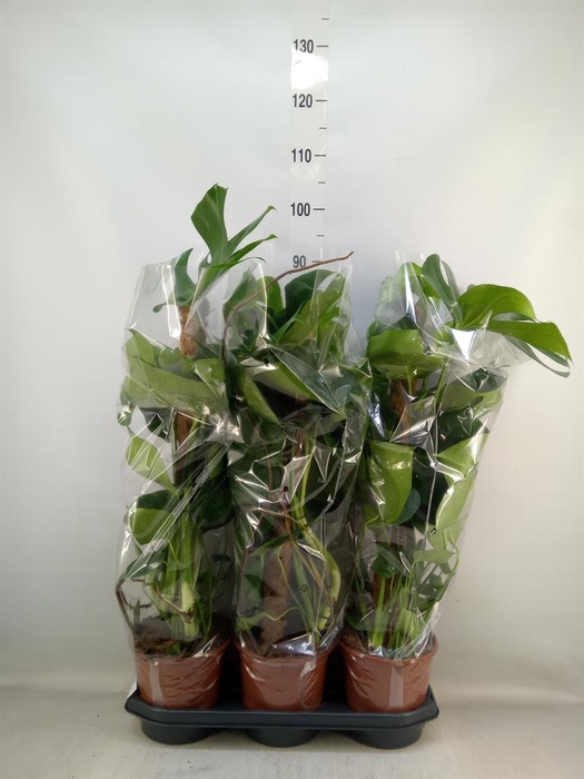 <h4>Monstera delic.</h4>