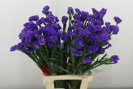 <h4>LIM S LEVIS WINGS</h4>