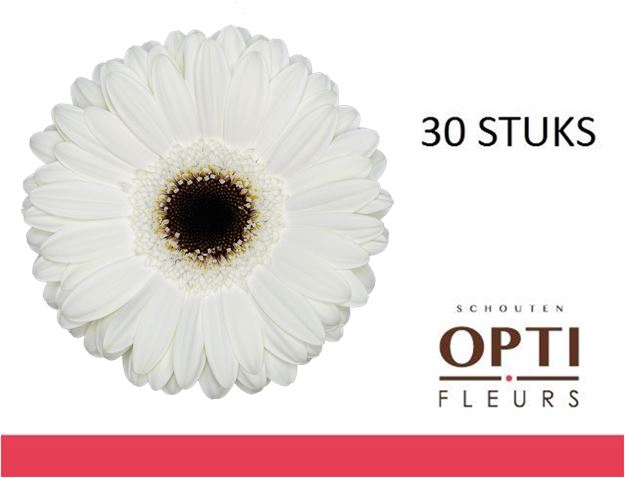 <h4>GE GR WHITE HOUSE-Doosx30</h4>