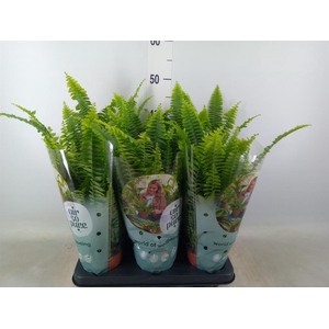 Nephrolepis exal. 'Green Lady'