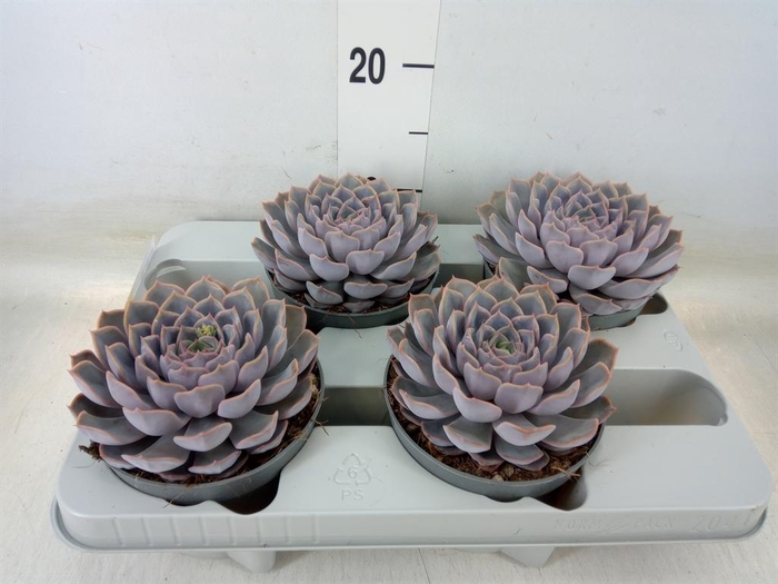 <h4>Echeveria 'Orion'</h4>