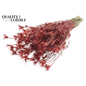 Nigella Oriëntalis per bunch Red