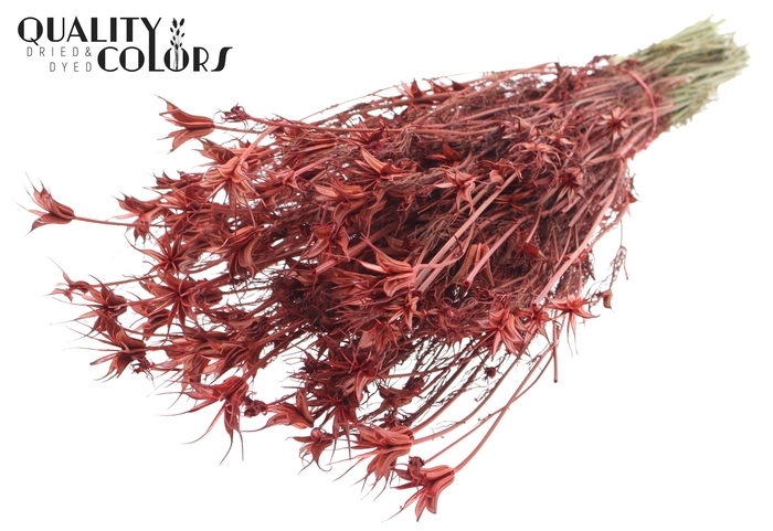 <h4>Nigella Oriëntalis per bunch Red</h4>