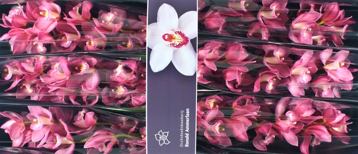 <h4>Cymbidium Gerry</h4>