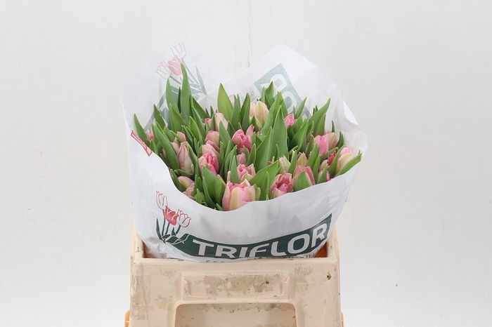 <h4>Tu Pa Zambesi</h4>