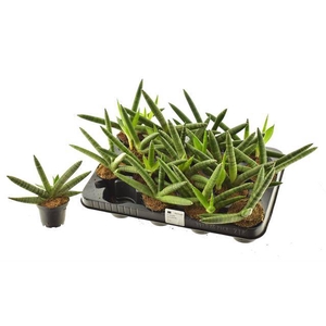 Sansevieria Cylindrica Sky Line 7Ø 18cm