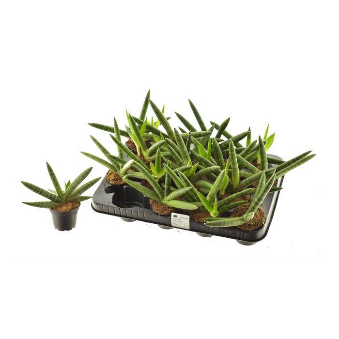<h4>Sansevieria Cylindrica Sky Line 7Ø 18cm</h4>