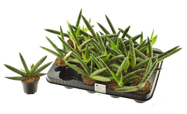 Sansevieria Cylindrica Sky Line 7Ø 18cm