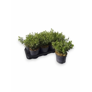 EUONYMUS F EM GAIETY