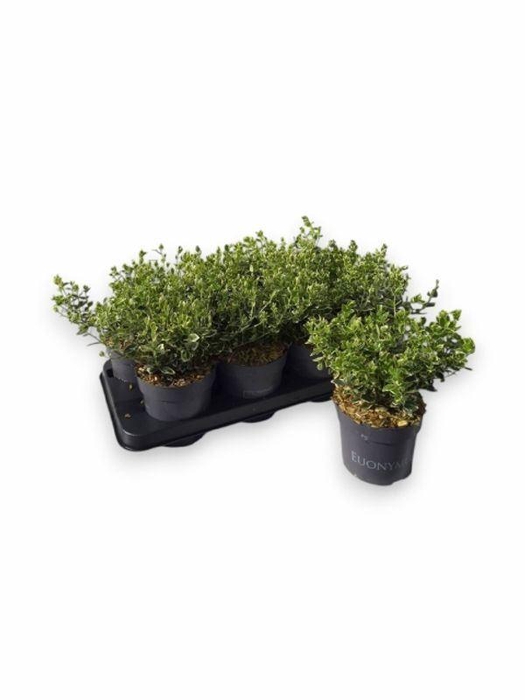 <h4>EUONYMUS F EM GAIETY</h4>