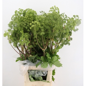 ANGELICA GIGAS 130CM