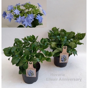 Hydrangea Hovaria