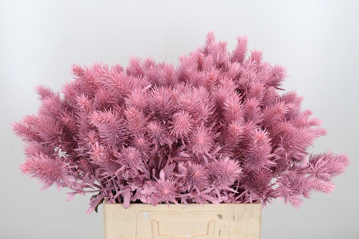 <h4>Eryn Supernova Kl Bh Licht Roze</h4>