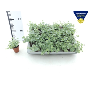 SEDUM SIEBOLDII