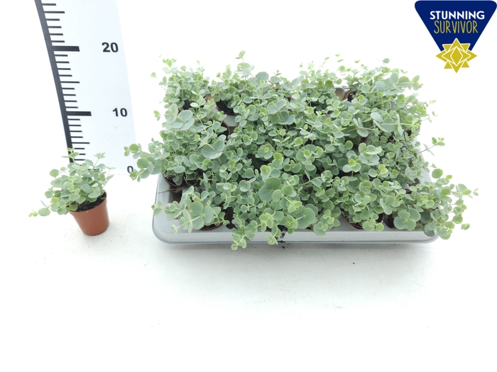 <h4>SEDUM SIEBOLDII</h4>