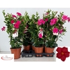 arr8 Mande Sun Early Pink