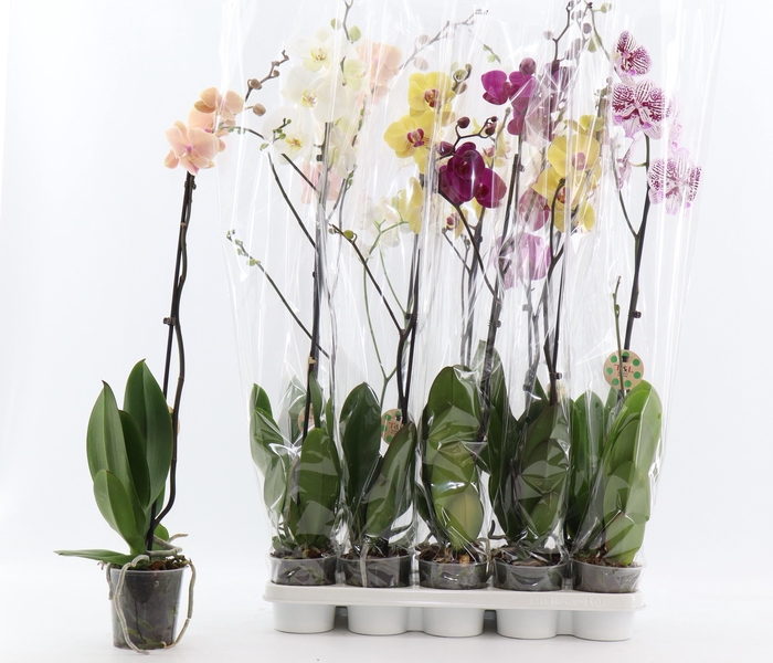 <h4>PHAL GEM 7 KL</h4>