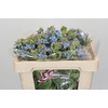 Oxypetalum Tweedia Blue