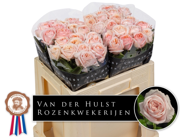 <h4>R GR TRES JOLIE</h4>