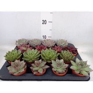 Echeveria   ...mix