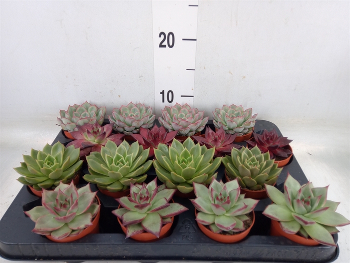 <h4>Echeveria   ...mix</h4>
