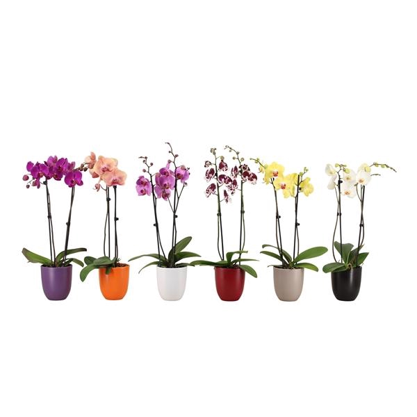 <h4>Hugo Autumn Mix Phal Mix 2T14+</h4>