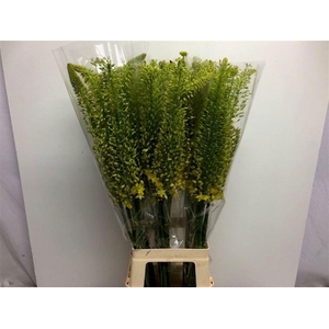 EREMURUS STENOPHYLLU