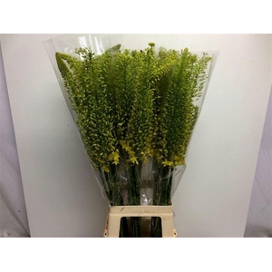 EREMURUS STENOPHYLLU