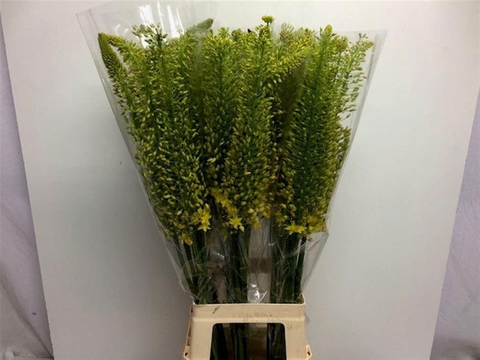 <h4>EREMURUS STENOPHYLLU</h4>