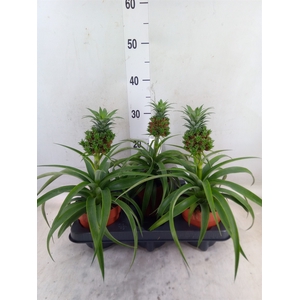 Ananas   ...