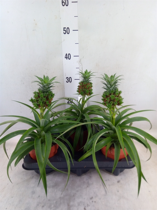 <h4>Ananas   ...</h4>