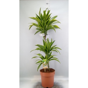 Dracaena fr de 'LemonLime'