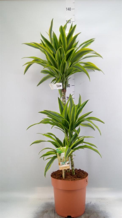 <h4>Dracaena fr de 'LemonLime'</h4>